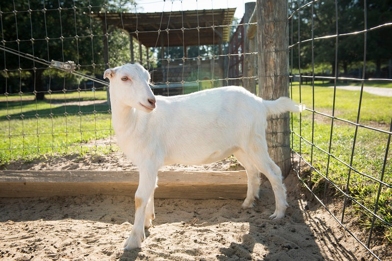 The Natural Benefits of Goat Milk for Your Skin